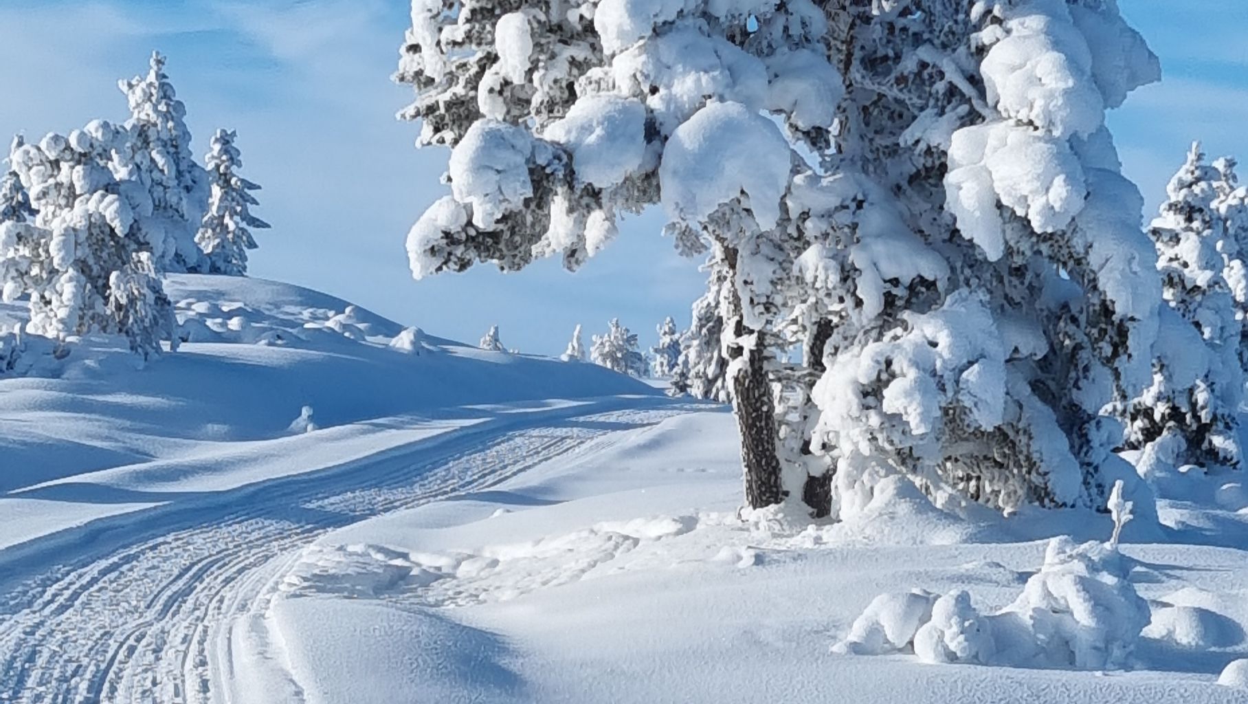Snøtunge furutrær langs skiløypa i Torpoåsen